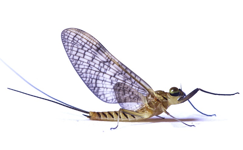 Adult Mayfly